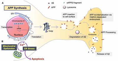 How Microglia Manages Non-cell Autonomous Vicious Cycling of Aβ Toxicity in the Pathogenesis of AD